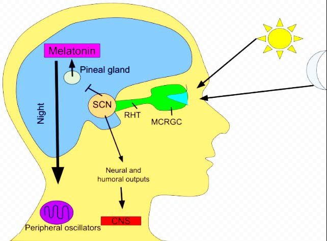 Circadian Rytham